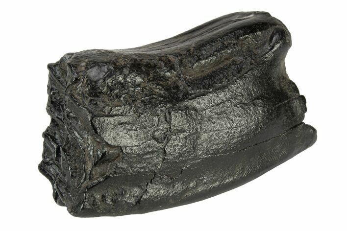 Pleistocene Aged Fossil Horse Tooth - South Carolina #239804
